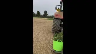 Autumn planting Nordman Fir Christmas trees