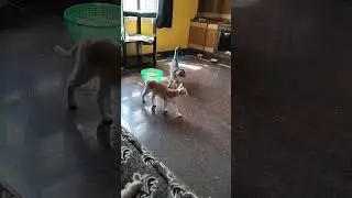 cat wrestling funny cat trending video #memes  #shorts #trending #reels #wwe #2023 #2023shorts