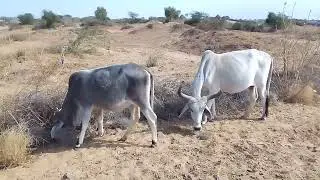 Cows Tharparkar Desert Life with Animals Desi Village Life Pakistan 