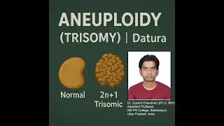 Aneuploidy in Plants | Trisomy in Datura | Cytogenetics Lecture