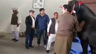 Import of horses by Prince Malik Ata