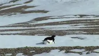 Suicidal Penguin