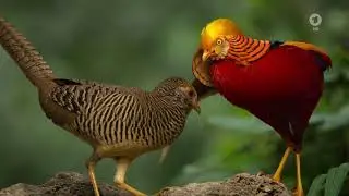 Goldfasan (Chrysolophus pictus)