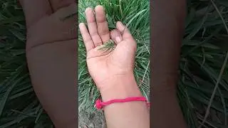the largest shiny beetle I have ever found of itskind #insects #nature #beautifulinsects🥰😄😆😄😅😄