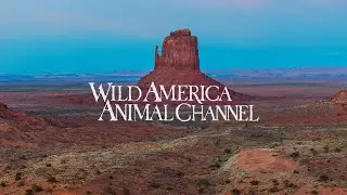 Love Animals? Join Us At &lsquo;Wild America Animal Channel&rsquo;