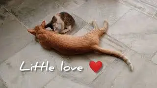 Little kitten | Little love | Cats | baby Cat | there is love everywhere