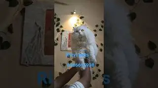 kitten transformation into Cat Rizvi pet care #Lucknow cat market pet market  #viral #shots #purecat