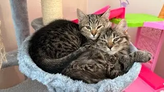 The cat got his own car 😱🥰 Cat Lover, Dog Lover, Animals Living Together, Animal Videos, Kitten