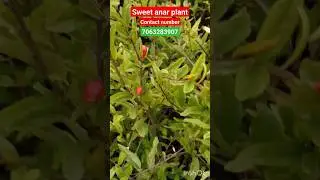 sweet anar plant#all India supply  karta#chahe to contact kijiye screen per number 7063283907