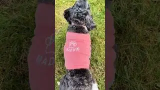 An adorable way to identify your pet with their personalized name on it. #petapparel