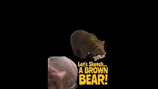 Brown Bear Sketch and Facts: Fur, Teeth, and Drama! VERTICAL