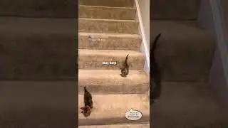 Funny Cat Voice-over Compilation