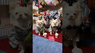 Dog Back to School Outfits (Milkshake Song Comedy Skit) | The Furry Kiddos