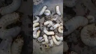 Giant Ox Beetle grubs
