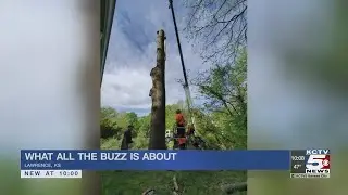 Locals removing tree work to save all the bees inside