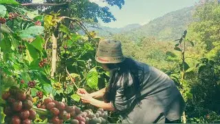 harvesting coffee cherries, countryside routine in August in the mountains of Indonesia.