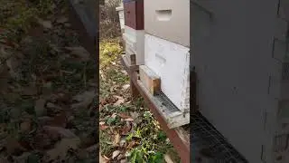 Bees Flying After a Freeze #imlearning #beekeeping #shortvideo #bee #backyardbeekeeping #shorts