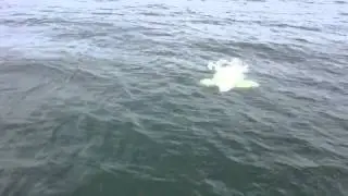 Beluga Whales In The St. Lawrence