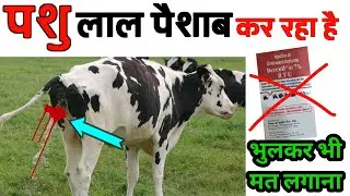 पशु के पेशाब में खून आता हैं क्या करें | Red water disease in cattle || babesiosis in cattle ||