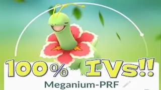 100% IV Chikorita Caught In A Nest! Meganium Full Evolution Chain!