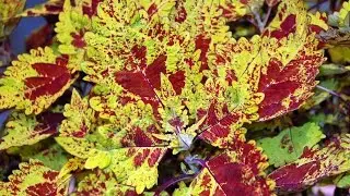 Making It Grow - Winter Foliage Plants