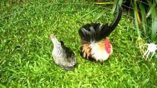 ไก่แจ้ บ้านโสพงศ์(ภูเก็ต)มีลูกจำหน่ายในบางโอกาส