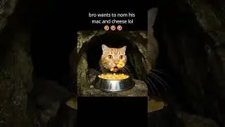 mac and cheese cat  #kittens #cat #funny #cute #memes