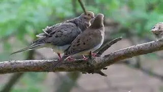 Mourning Dove: Love Is In The Air（2 ）🇨🇦