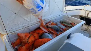 300lbs of FISH - Commercial Trip in Bermuda Triangle | ep 13