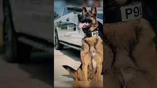 Guardians of the America 🦮🐶 #police #everybodywantstobemyenemy #america #usa