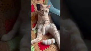 Cute cat #cat #cute #beautiful #funny #aestheic
