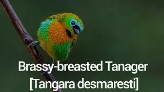 Brassy-breasted Tanager [Tangara desmaresti]
