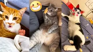 Rolling in Laughter with Adorable and Hilarious Cat Expressions! 😂