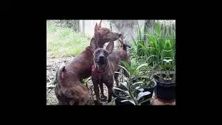 Tiger Like Dog in the Philippines?/Philippines Witch Dog
