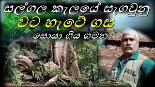 සල්ගල කැලයේ වට හැට ගස සොයා යාම