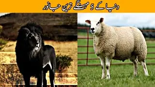 Top 5 Most Expensive Animals in the world | Urdu Documentory | Top 5ive