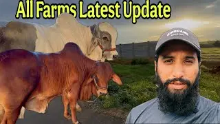 All Farms Latest Update ❤️ | Barish Sy Nuksan 💔 | AR Maani