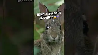 🌩️🐇 Как кролики обнаруживают незначительные изменения атмосферного давления &mdash; и почему они ненави...