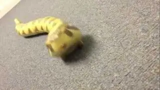 RC Rattlesnake