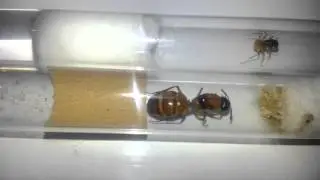Camponotus turkestanus vs. Camponotus terebrans