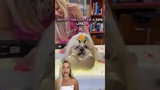 Ambers Luxury Pet Hotel and Spa - Pamper Your Pet with Expert Grooming