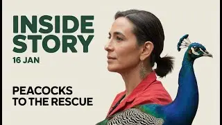 Sabbath School Inside Story | 16 Jan | Peacocks To The Rescue