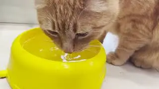 Ginger Cat Drinks Water ASMR
