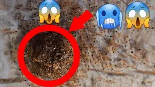 Ants 🐜 looting food 😱 |watch till the end| sm birds and pets|#ants #antseating @SMBirdsandpets547