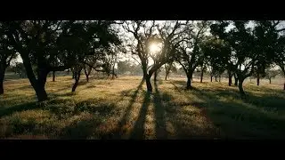 Cork and Cork Oak Forest - Montado de Sobro e Corti&ccedil;a