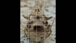S - Skeleton - Digital Grid Photos - Pebble and Rat Skull - 1 of many
