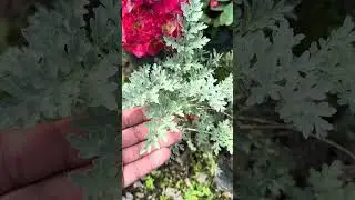 💥 &ldquo;Ese cansancio que no se quita y ese malestar despu&eacute;s de comer&hellip; es el cuerpo lleno de desechos.&rdquo;
