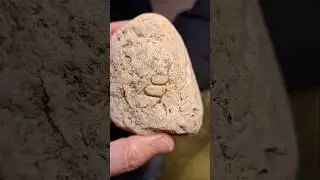 Bostrychoceras amonitas, i&scaron; kitų amonitų i&scaron;siskiria, kad kriauklė ne plok&scaron;čia, o sraigės formos⬇️