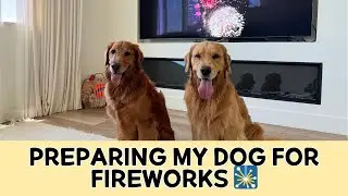 Preparing My Dogs For Fireworks! | Dog Reaction | Dog Training | Desensitizing Training
