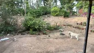 Rat snake &ldquo;combat dance&rdquo;